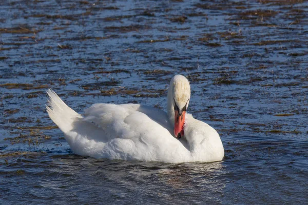 Vit Svan Flyter Till Och Bada Havet — Stockfoto