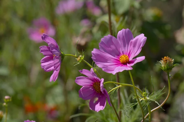 Güneşte bir bahçede renkli ve çiçekli Cosmos Flowers açık havada 