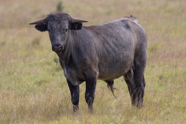 Бики Camargue Франції Відкритому Повітрі Сільській Місцевості — стокове фото