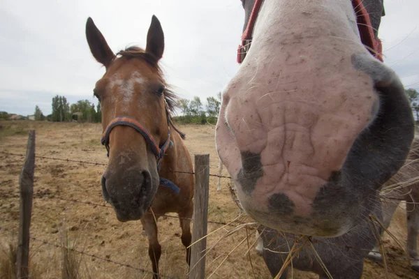 Camargue Cavalli Campagna All Aperto — Foto Stock