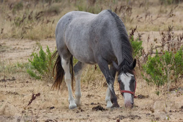 Camargue Cavalli Campagna All Aperto — Foto Stock