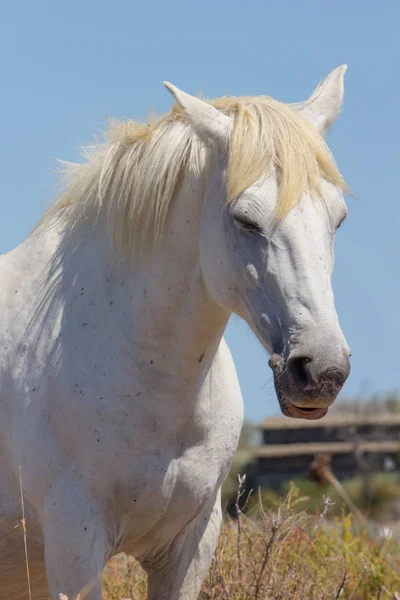 Den Vita Hästen Camarguein Frankrike Det Vilda — Stockfoto
