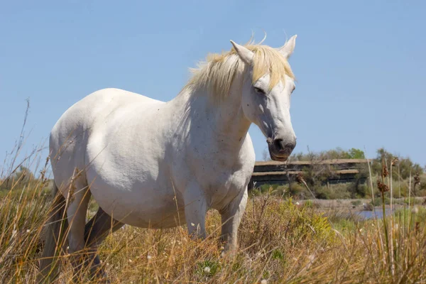 Cavallo Bianco Della Camarguein Francia Allo Stato Brado — Foto Stock