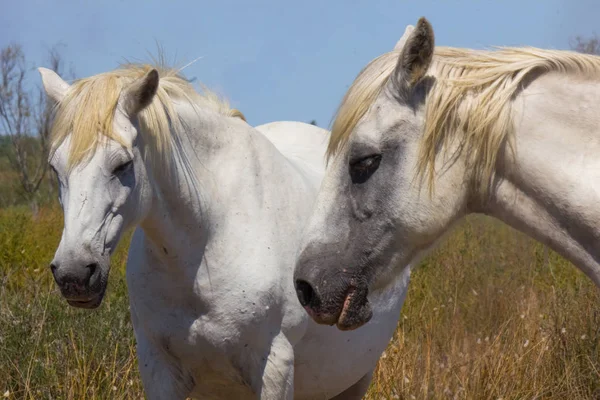 Cavallo Bianco Della Camarguein Francia Allo Stato Brado — Foto Stock