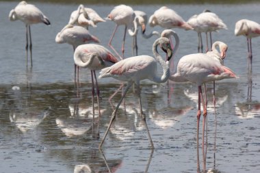 Fransa 'da Camargue açık havada Pont du GAU 'da pembe flamingolar 