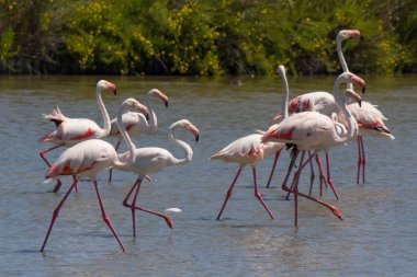 Fransa 'da Camargue açık havada Pont du GAU 'da pembe flamingolar 