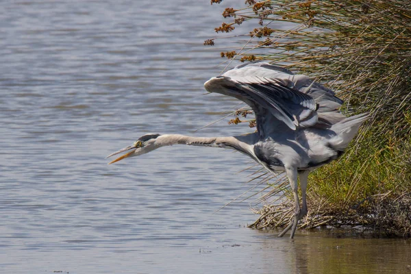 Graureiher Pont Gau Der Camargue Frankreich — Stockfoto