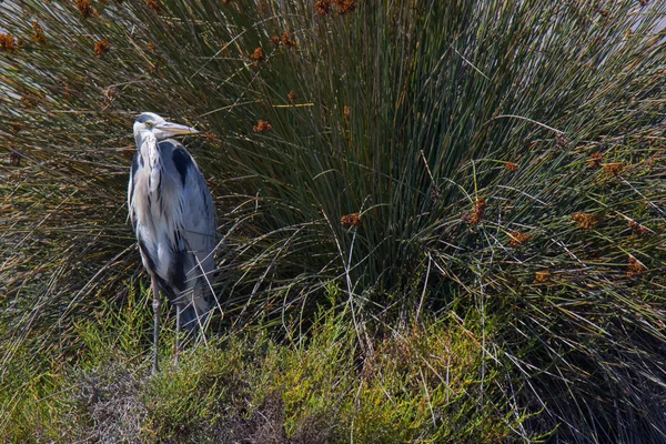 Garça Cinzenta Pont Gau Camargue Livre França — Fotografia de Stock