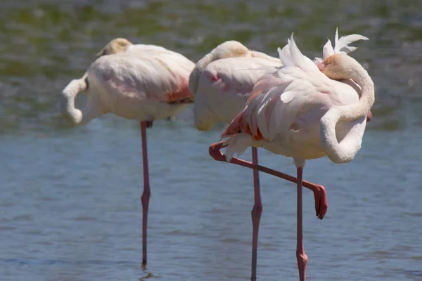 Flamingos Cor Rosa Pont Gau Camargue Livre França — Fotografia de Stock