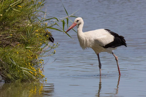 Cigogne Pont Gau Camargue Plein Air France — Photo