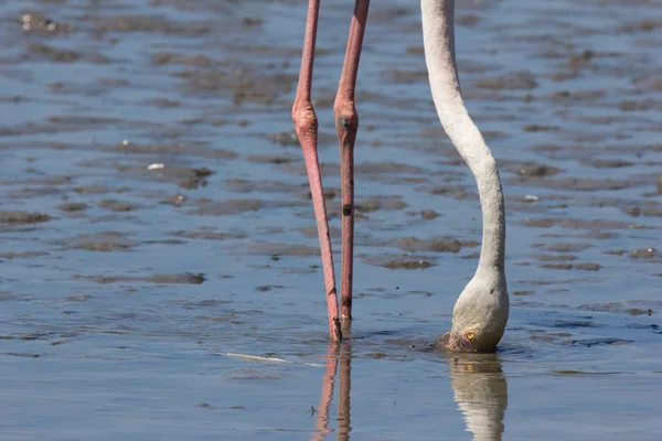 Fransa Camargue Açık Havada Pont Gau Pembe Flamingolar — Stok fotoğraf