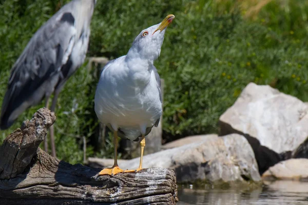 Mouette Impériale Signifie Pour Nature Extérieur — Photo