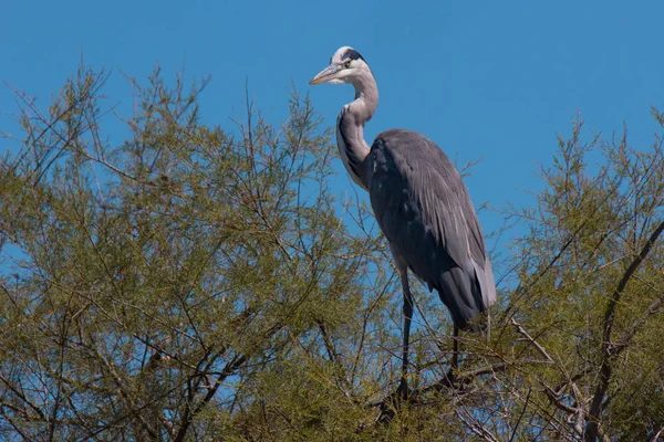 Big Grey Heron Bedoel Outdoor Natuur — Stockfoto