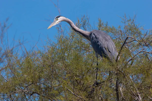 Big Grey Heron Veux Dire Nature Extérieure — Photo