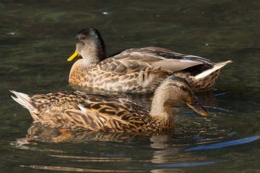 Dişi Mallard örneği nehirde açık havada