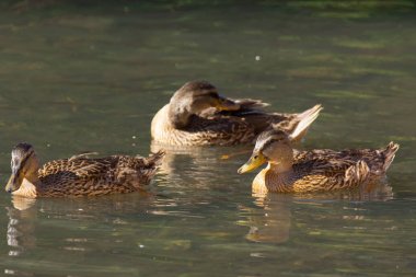 Dişi Mallard örneği nehirde açık havada