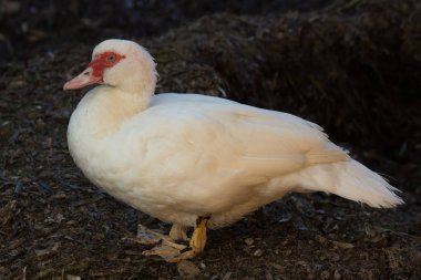 Kızıl başlı Kaz nehir üzerinde açık havada 