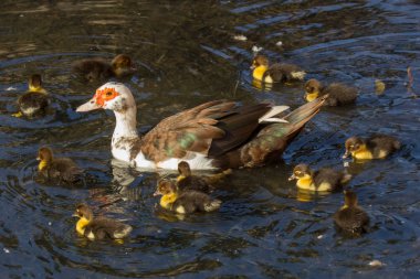Suda civciv ile Kızıl başlı Kaz banyo yapmak