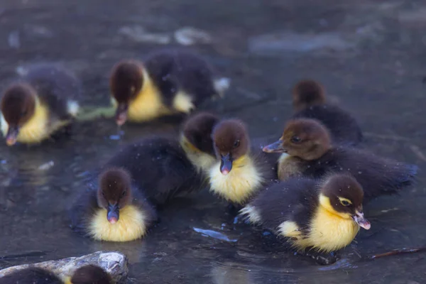 Duck Puppies Swim in the open water in a river near the sea
