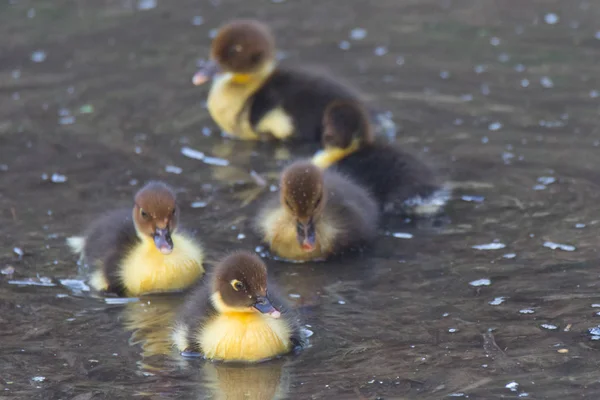 Duck Puppies Swim in the open water in a river near the sea