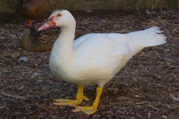 Pato Blanco Río Cerca Del Mar Aire Libre — Foto de Stock