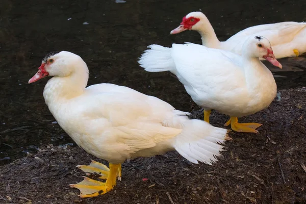 Pato Blanco Río Cerca Del Mar Aire Libre — Foto de Stock