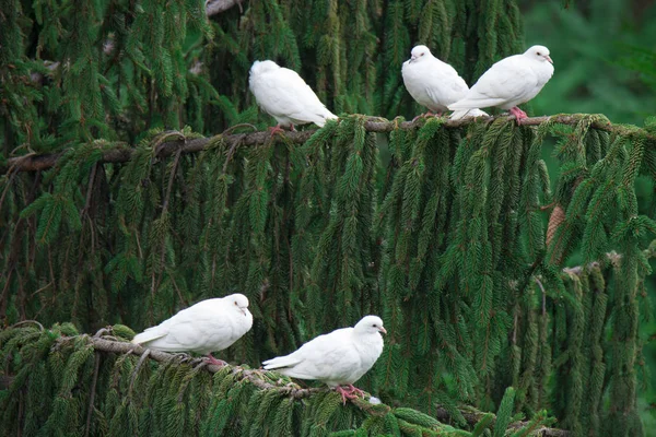 Grupa Białych Doves Gałęzi Drzewa Zewnątrz — Zdjęcie stockowe