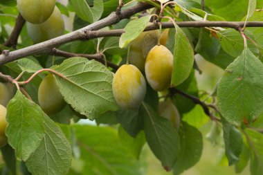 Meyveli erik ağacıdalları 