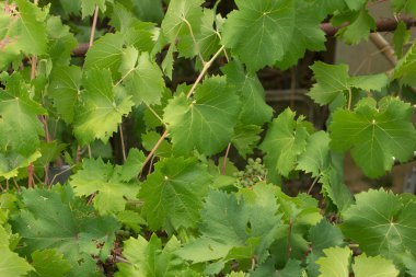 Yeşil sarmaşık bitki açık alanda 