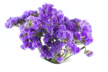 Limonyum statice veya Kağıt çiçek beyaz arka plan izole