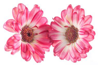 Güzel beyaz ve fuşya gerbera beyaz bir arka plan üzerinde izole 