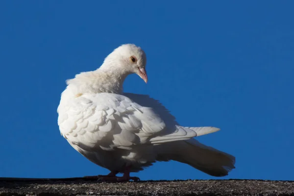 White dove over roof and blue sky