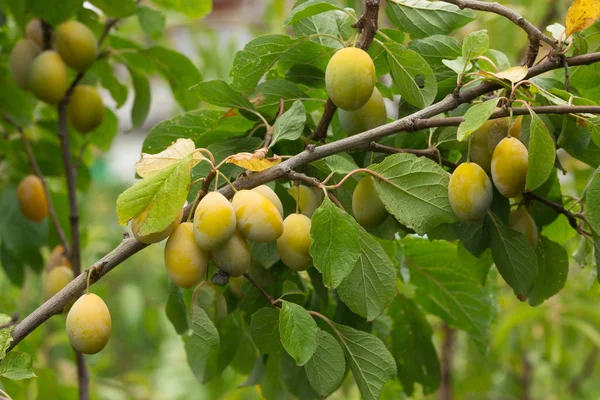 Meyveli erik ağacıdalları 