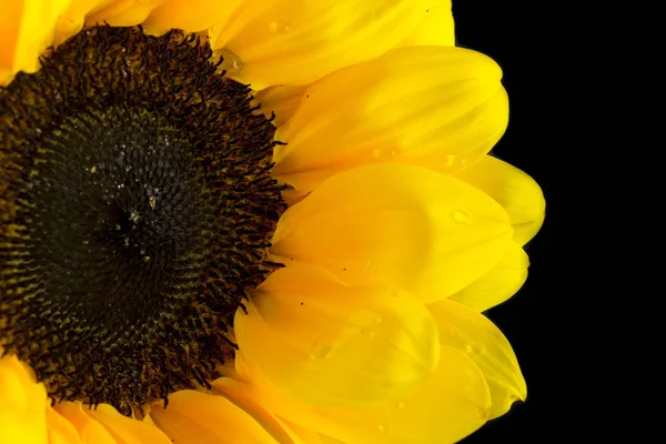 The big yellow sunflower flower with its big yellow petals