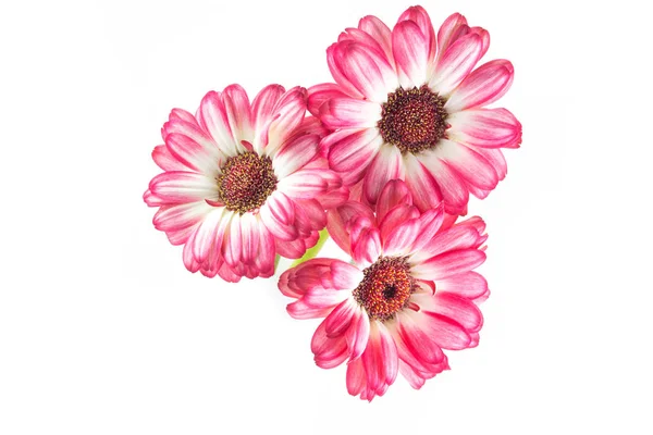 Güzel beyaz ve fuşya gerbera beyaz bir arka plan üzerinde izole 