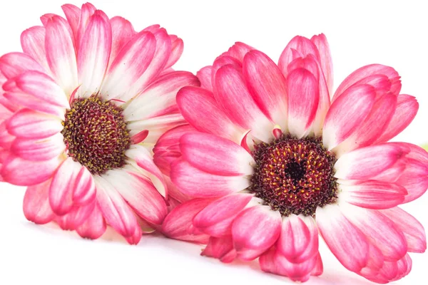 Mooie Witte Fuchsia Gerbera Geïsoleerd Een Witte Achtergrond — Stockfoto