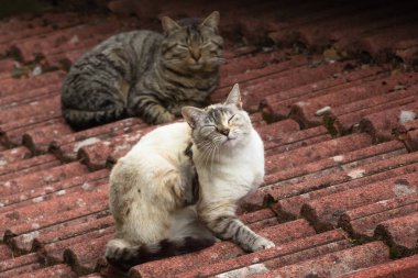 Kırmızı zona nın çatısında iki sokak kedisi 