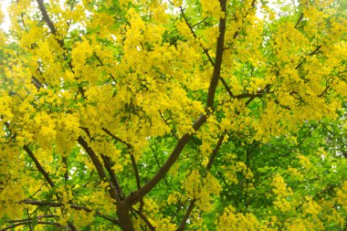 Sarı ve çiçekaçan çiçeklerden laburnum ağacı