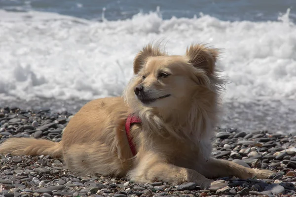 Pequeno Cão Fawn Com Meio Cabelo Longo Para Mar Muito — Fotografia de Stock