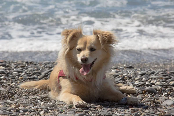 Pequeno Cão Fawn Com Meio Cabelo Longo Para Mar Muito — Fotografia de Stock
