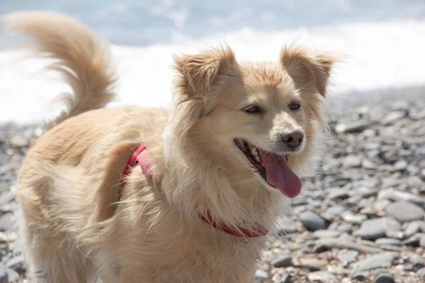 Pequeno Cão Fawn Com Meio Cabelo Longo Para Mar Muito — Fotografia de Stock