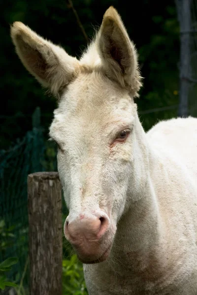 Closeup Albino Donkey Unusual White Mantle — Stock Photo, Image