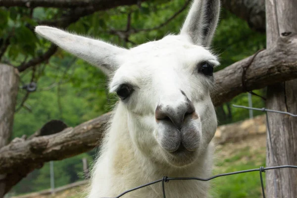 Portrait South American Camel Outdoor Farmhouse — Stock Photo, Image