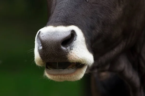 Fechar Focinho Vaca Livre — Fotografia de Stock