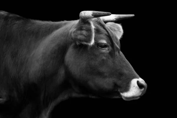 Uzavření Krávy Farmě — Stock fotografie