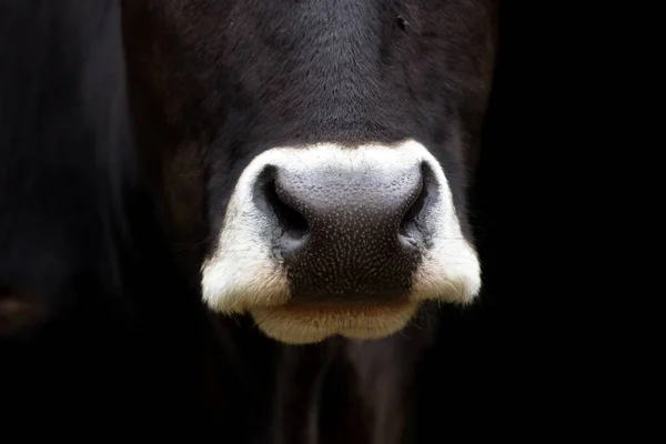 Fechar Focinho Vaca Livre — Fotografia de Stock