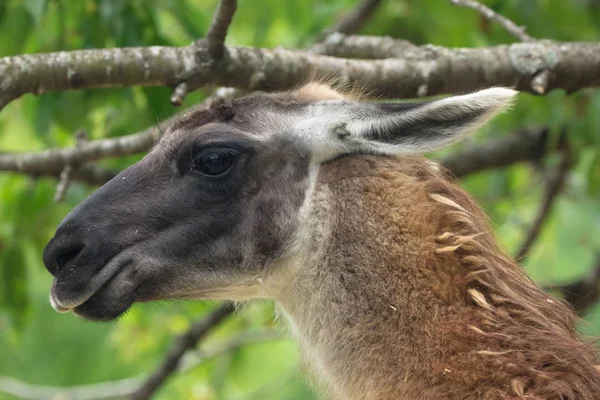 Portrait South American Camel Outdoor Farmhouse — Stock Photo, Image