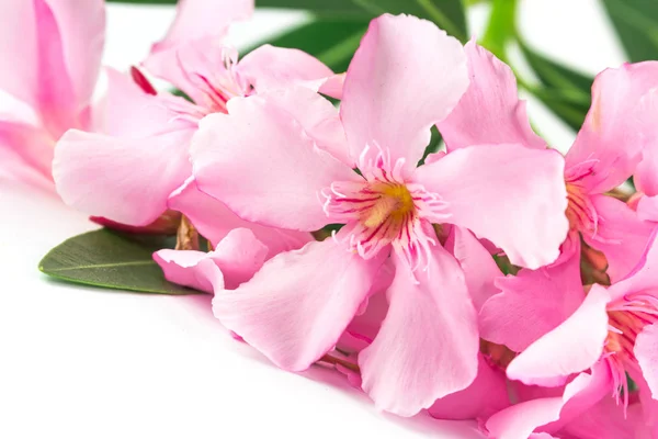 Açık ve çiçekli çiçekleri ile Pembe Oleander bitki 
