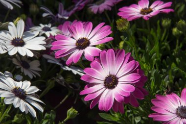 Çiçekli teras papatyaları ve canlı renk fideleri 