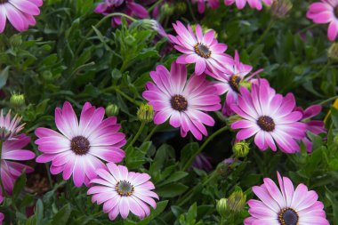 Çiçekli teras papatyaları ve canlı renk fideleri 